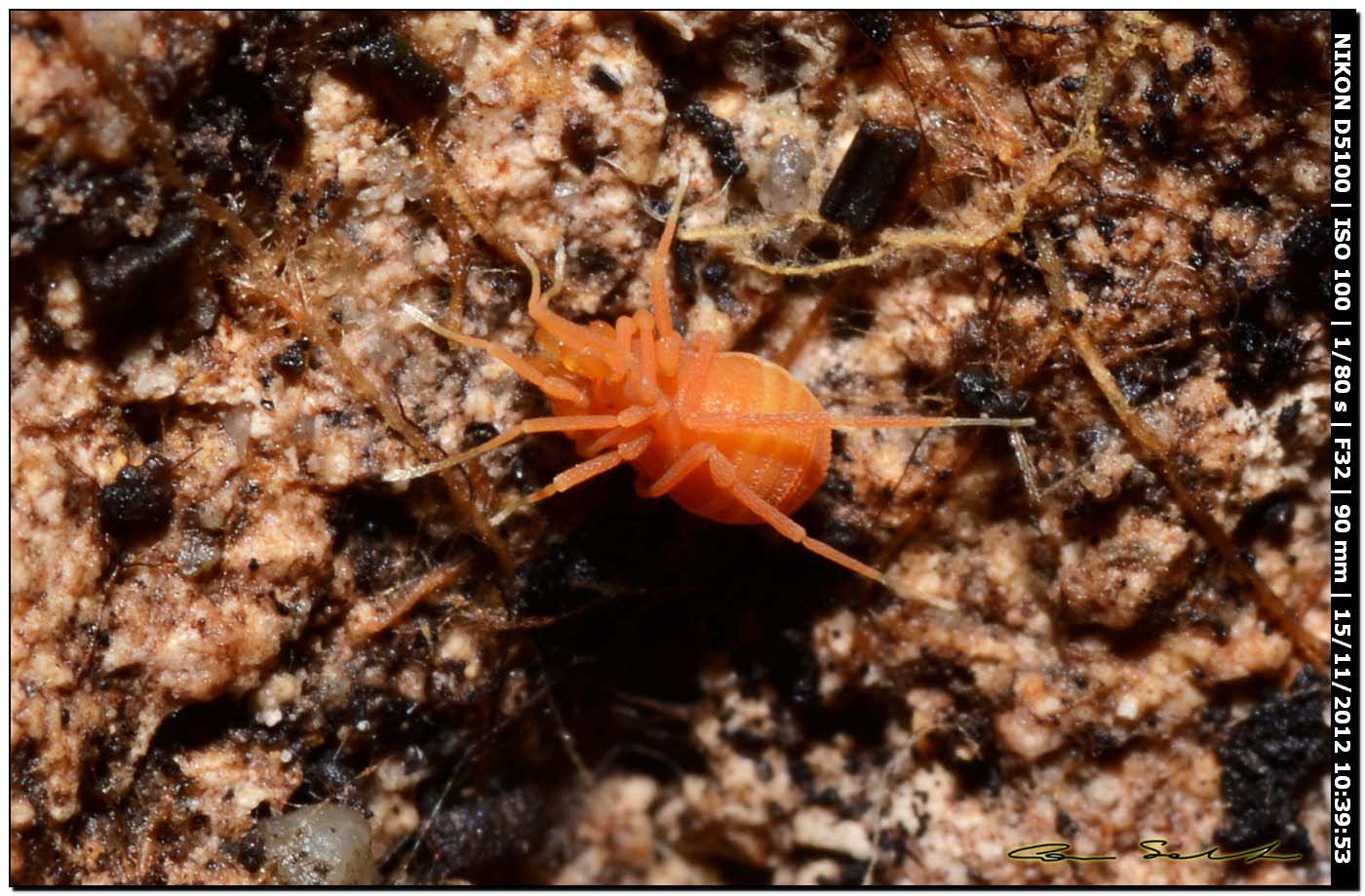 Phalangodidae, Scotolemon terricola/doriae? da Ittiri 194